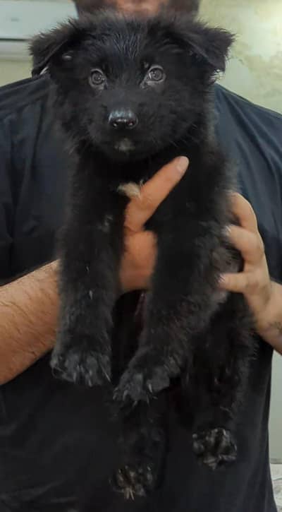 Black German shepherd Puppies for sale