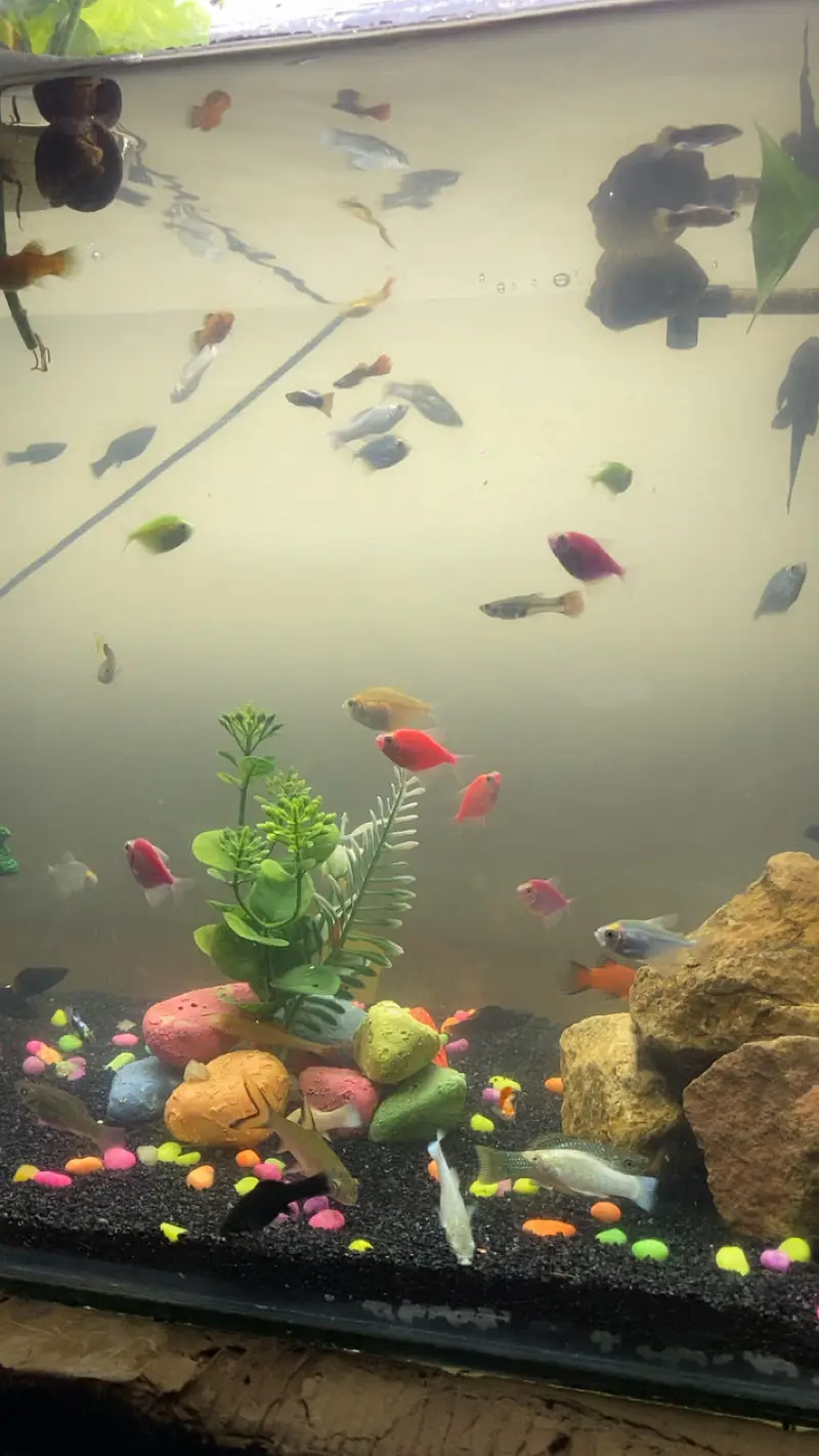 all type of fishes available — photo 7