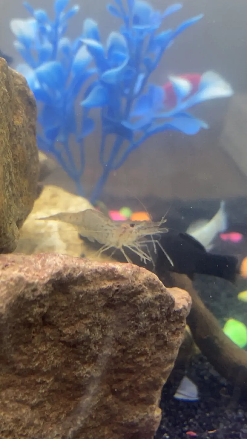 all type of fishes available — photo 2