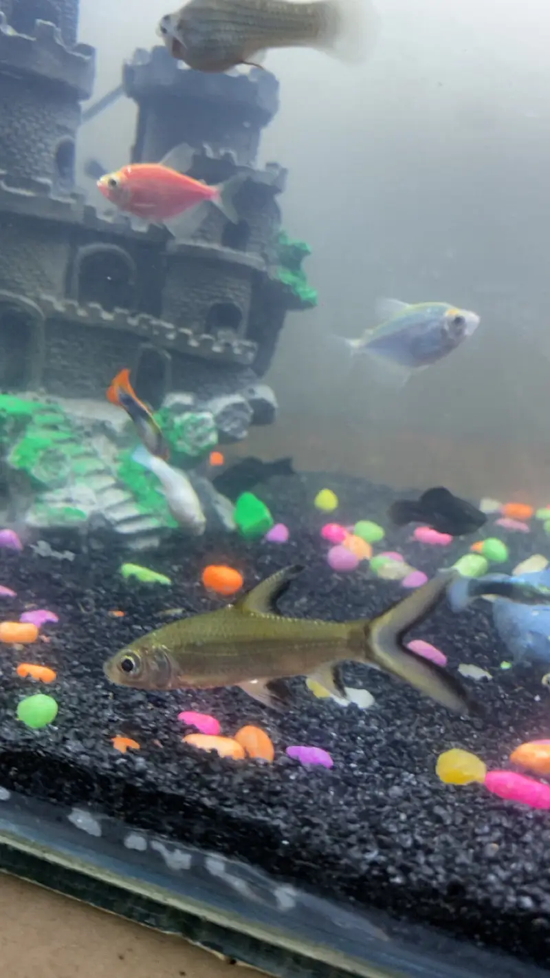 all type of fishes available — photo 3