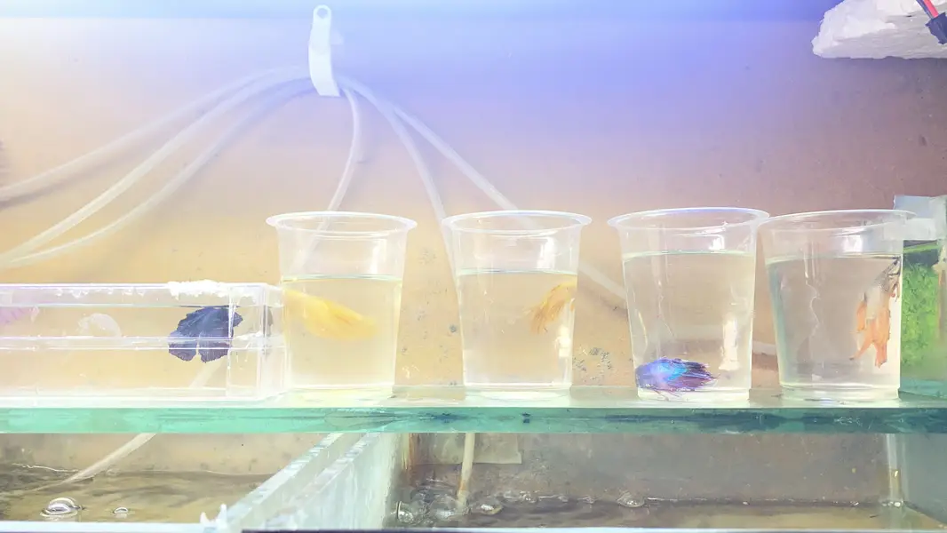 all type of fishes available — photo 4