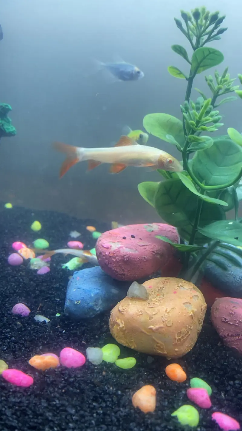 all type of fishes available — photo 5