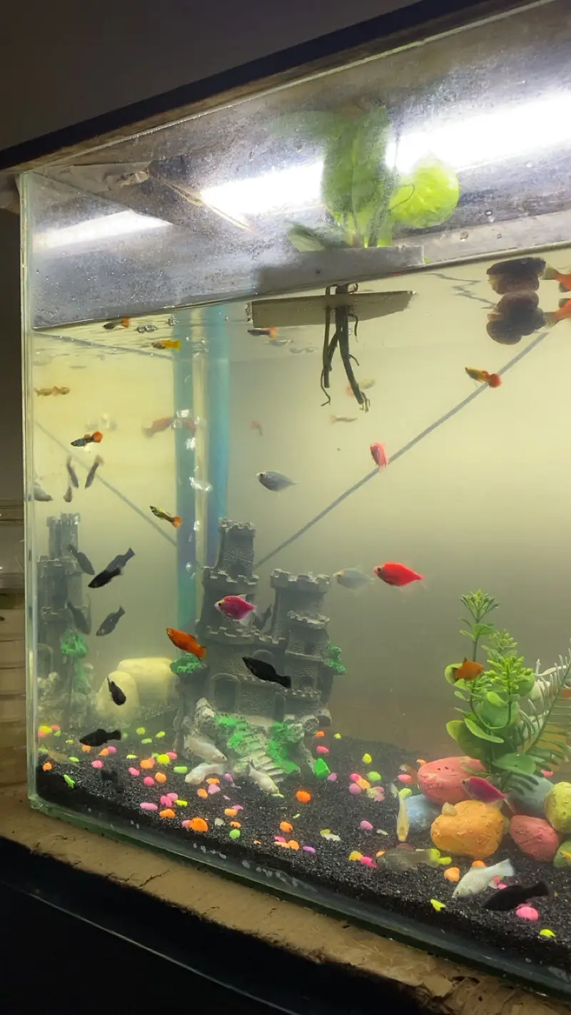 all type of fishes available — photo 6