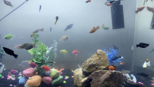 all type of fishes available