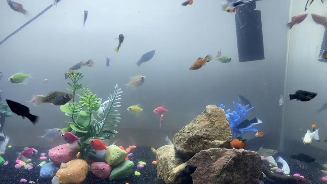all type of fishes available