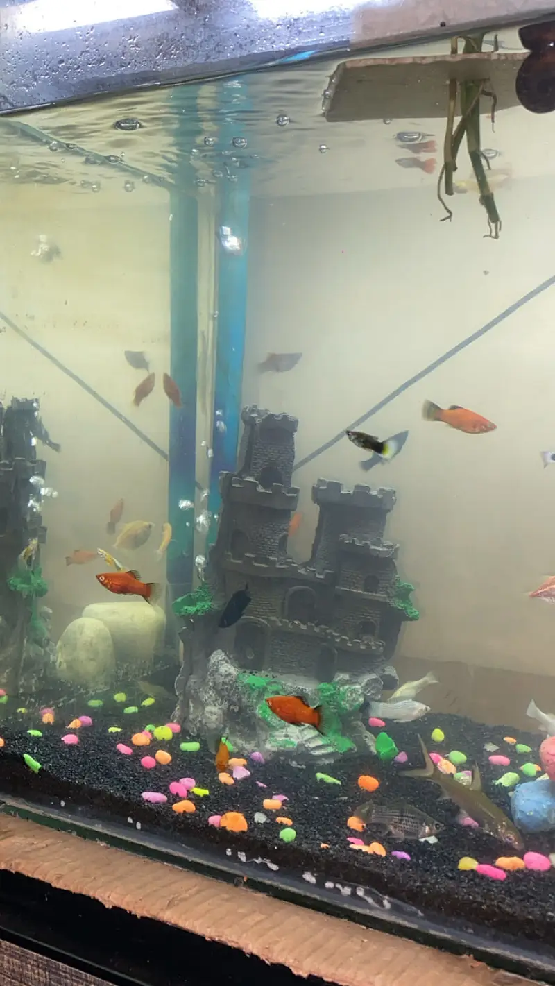 all type of fishes available — photo 8