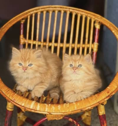 Quality Persian Punchface cat & kitten. moreWhatsApp 03704601257