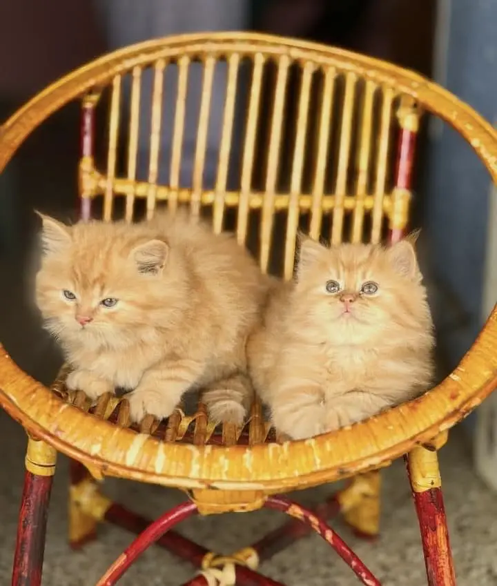 Quality Persian Punchface cat & kitten. moreWhatsApp 03704601257 — photo 3