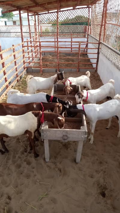Goats Available For Sale For Qurbani 2027