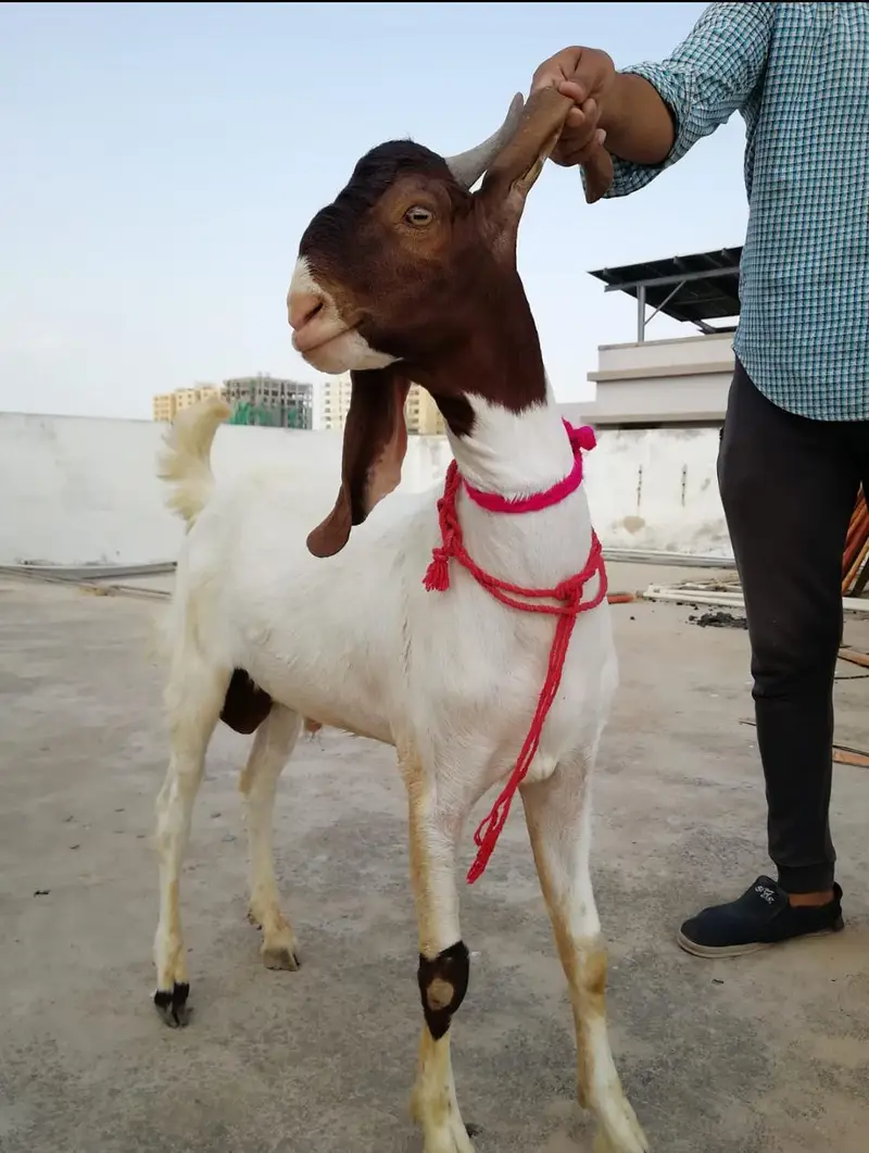 Goats Available For Sale For Qurbani 2027 — photo 2