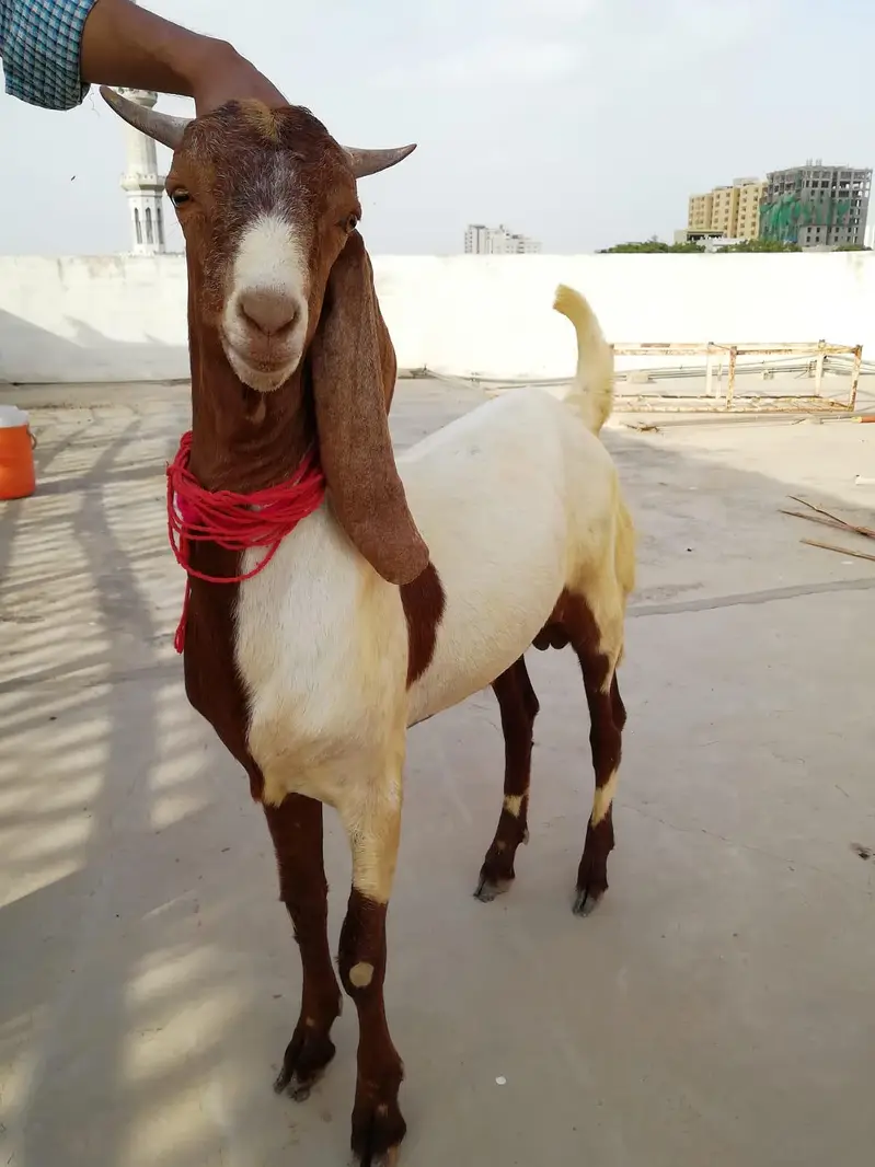 Goats Available For Sale For Qurbani 2027 — photo 3