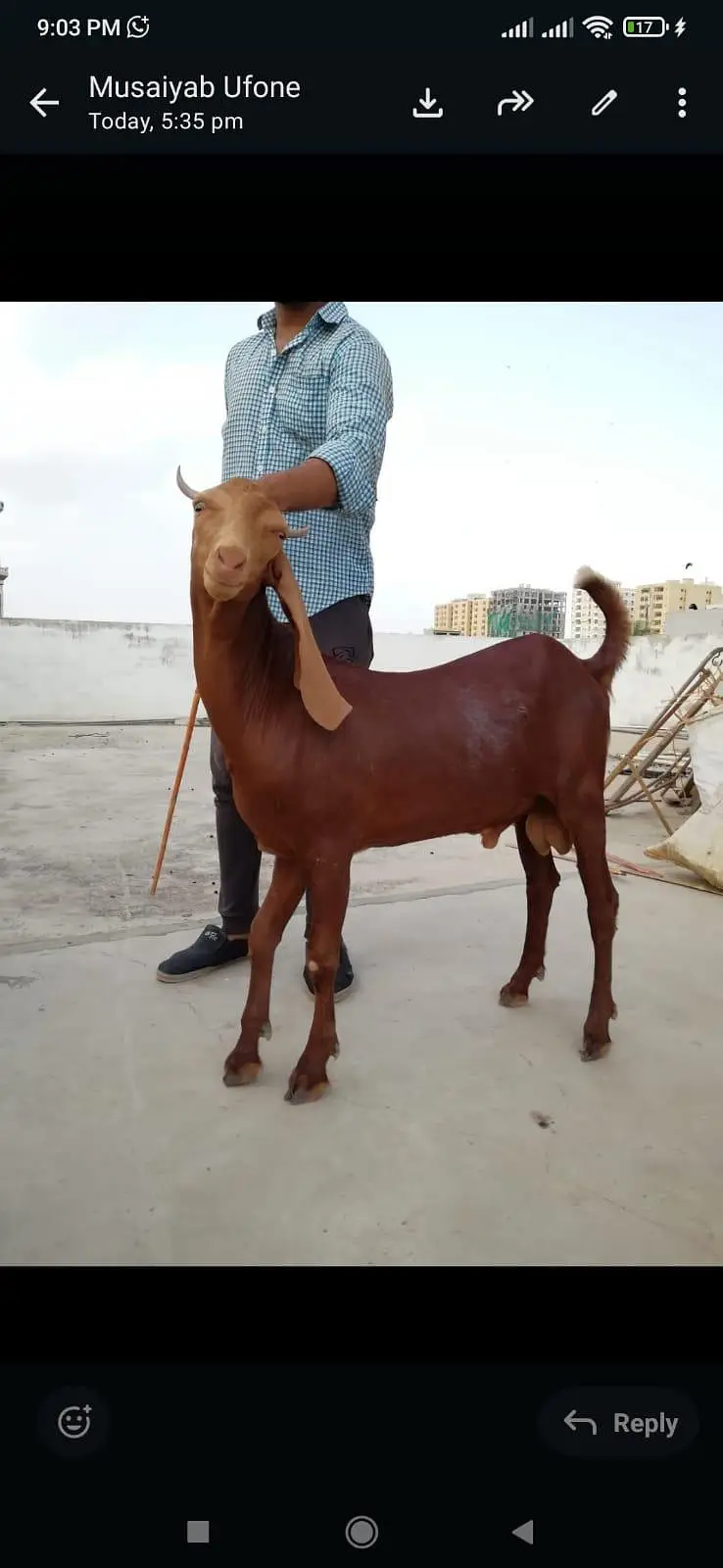 Goats Available For Sale For Qurbani 2027 — photo 4