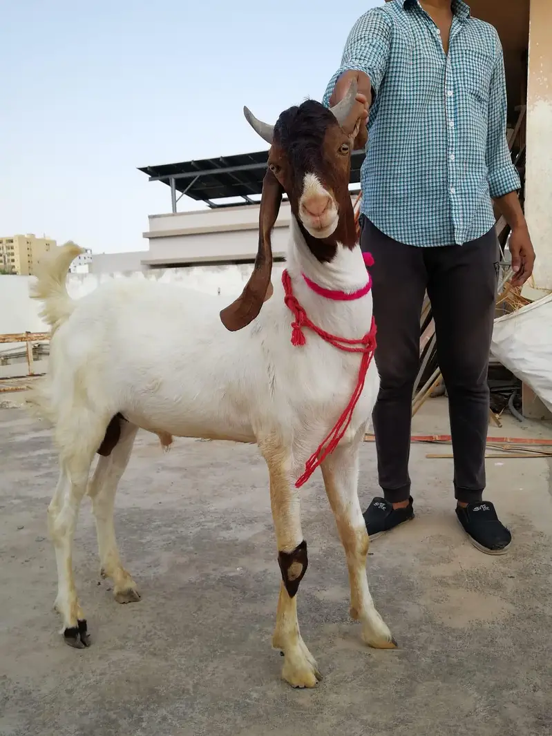 Goats Available For Sale For Qurbani 2027 — photo 5