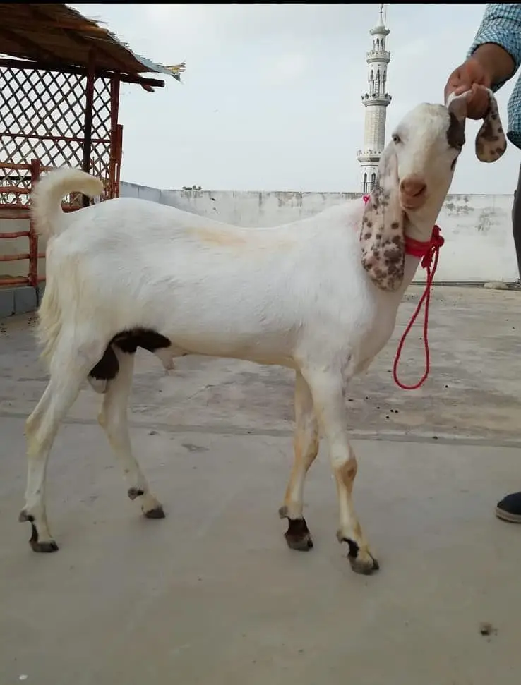 Goats Available For Sale For Qurbani 2027 — photo 6