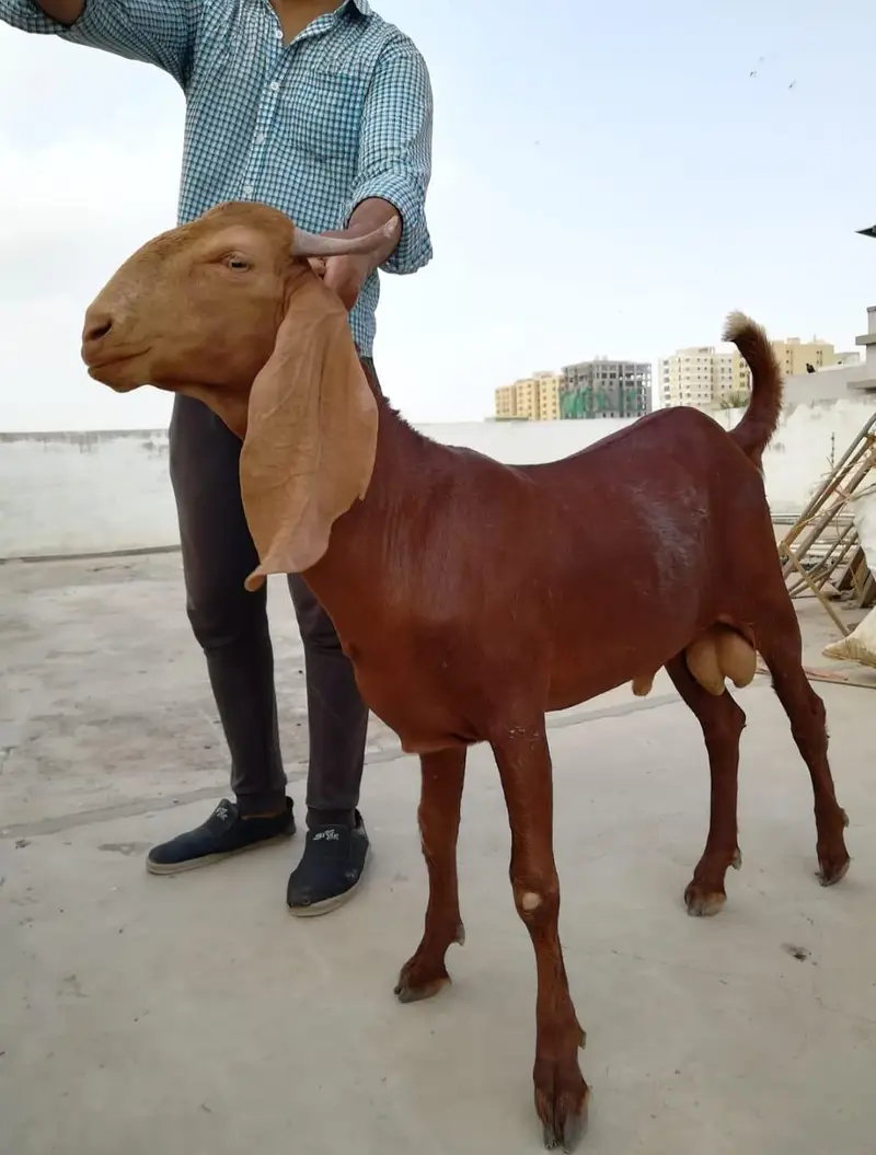 Goats Available For Sale For Qurbani 2027 — photo 7