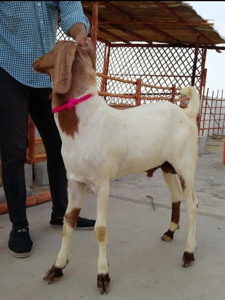 Goats Available For Sale For Qurbani 2027 — photo 8