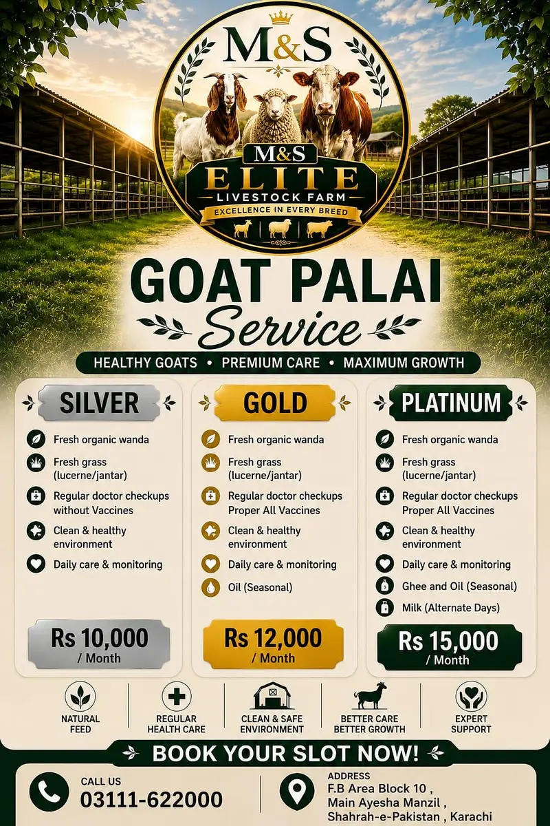 Goats Available For Sale For Qurbani 2027 — photo 9