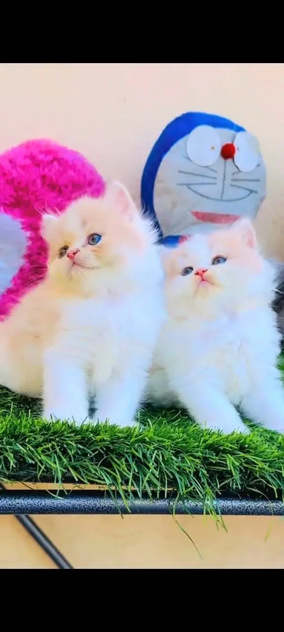 Quality Persian Punchface cat & kitten. moreWhatsApp 03704601257 — photo 3