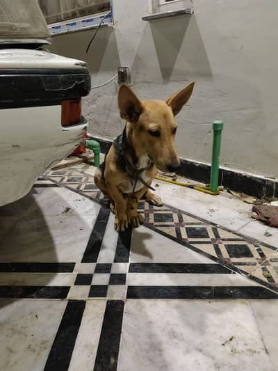 sale my dog