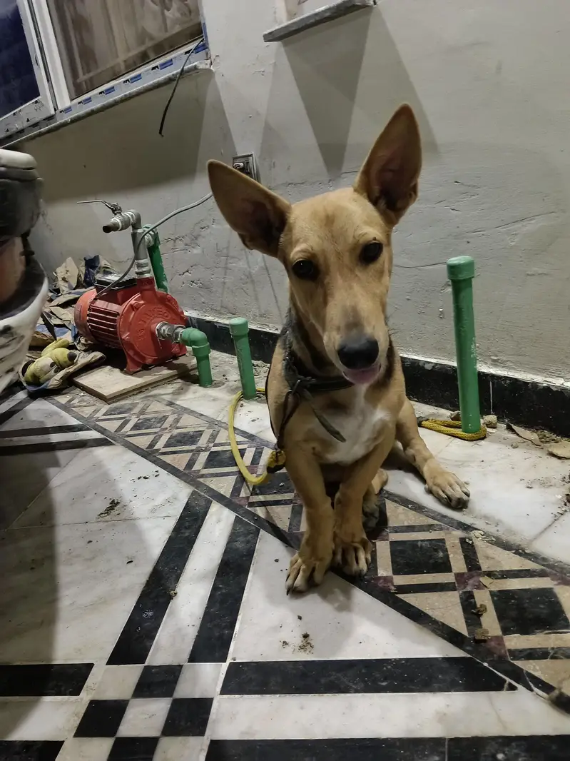 sale my dog — photo 2