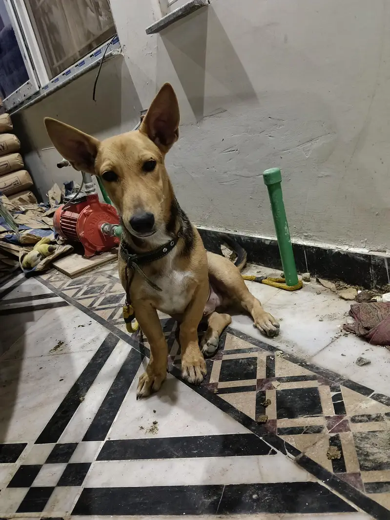 sale my dog — photo 3