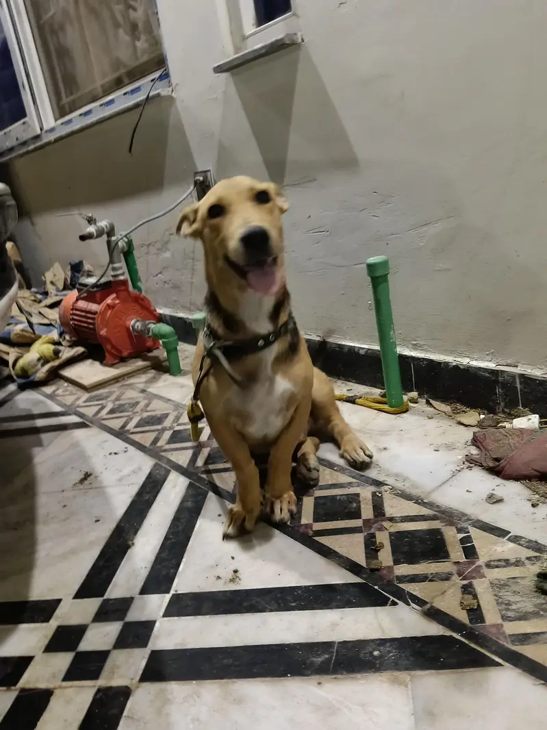 sale my dog — photo 4
