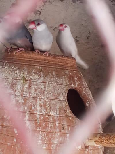 java  breading pair 03014766548 wattapp