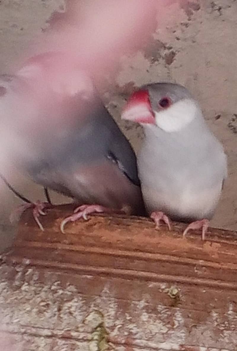 java  breading pair 03014766548 wattapp 1