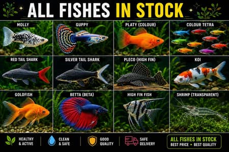 all type of fishes available