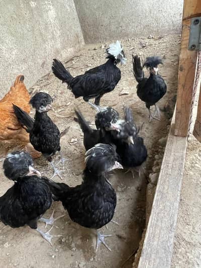 Black Polish Ready to Breed Chicks