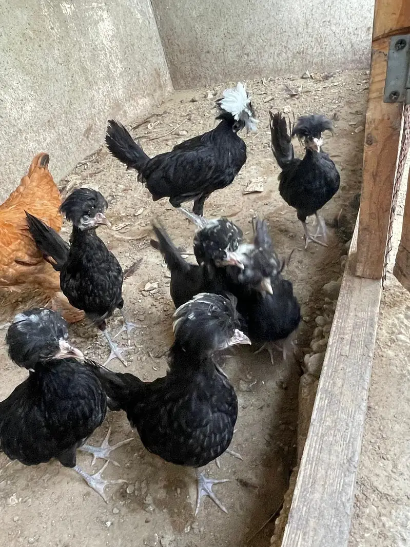 Black Polish Ready to Breed Chicks