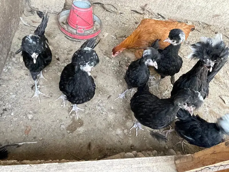 Black Polish Ready to Breed Chicks — photo 2