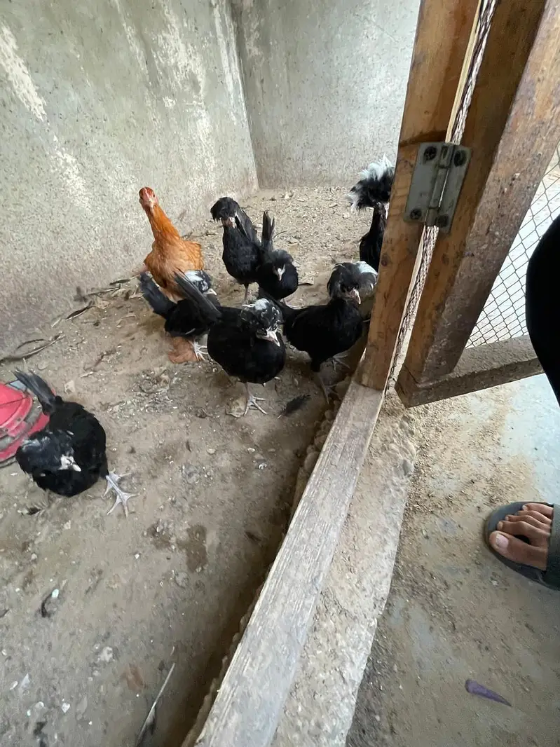 Black Polish Ready to Breed Chicks — photo 3