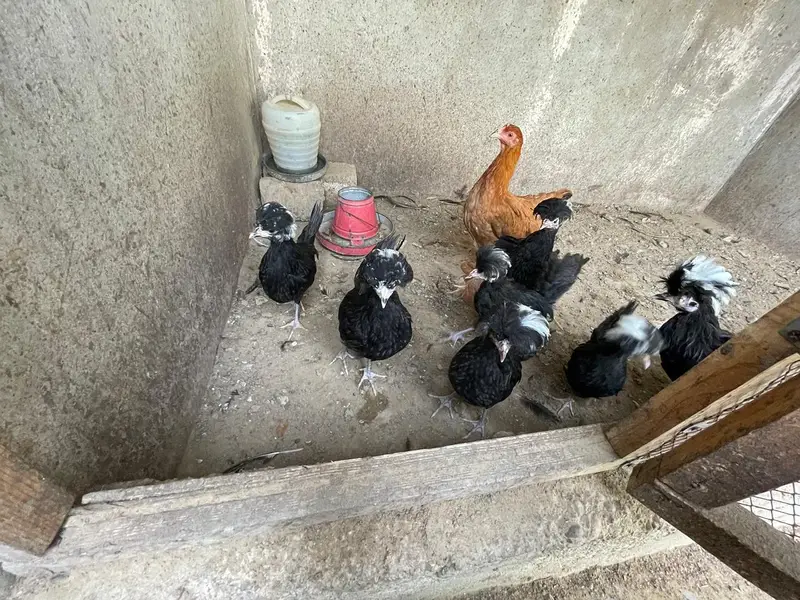 Black Polish Ready to Breed Chicks — photo 4