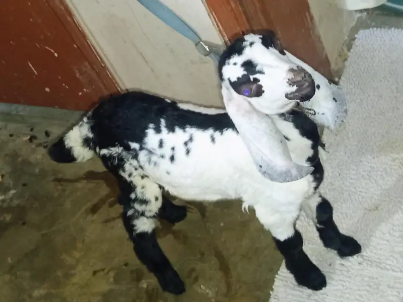 bakra