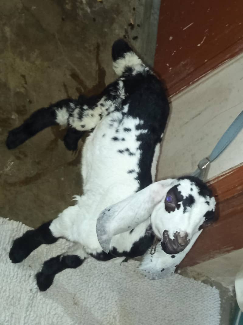 bakra 1