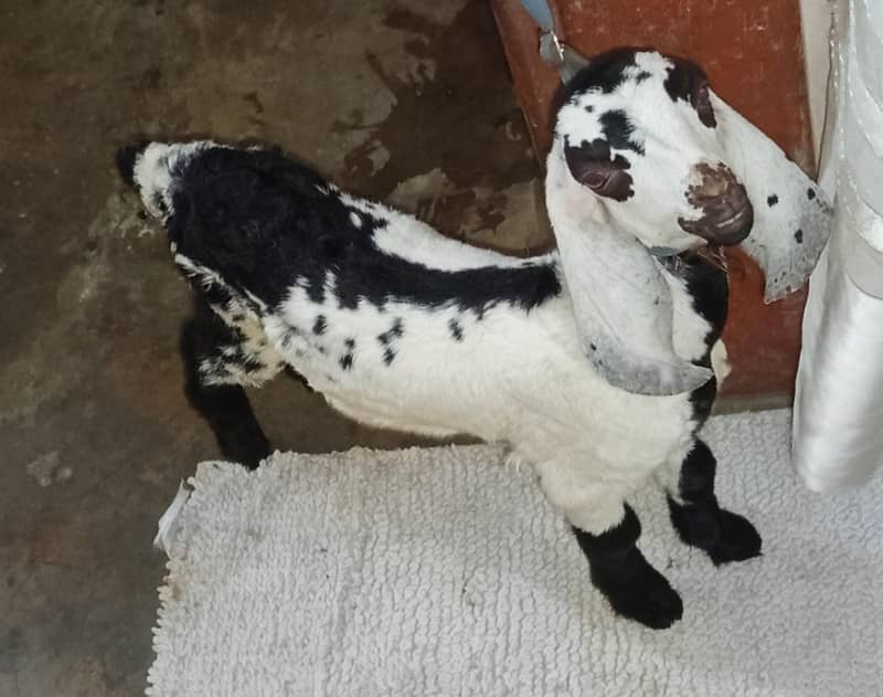 bakra 4