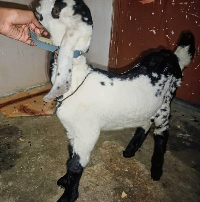 bakra 7