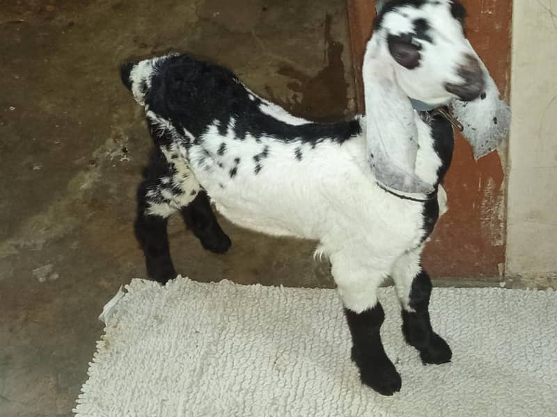 bakra 8