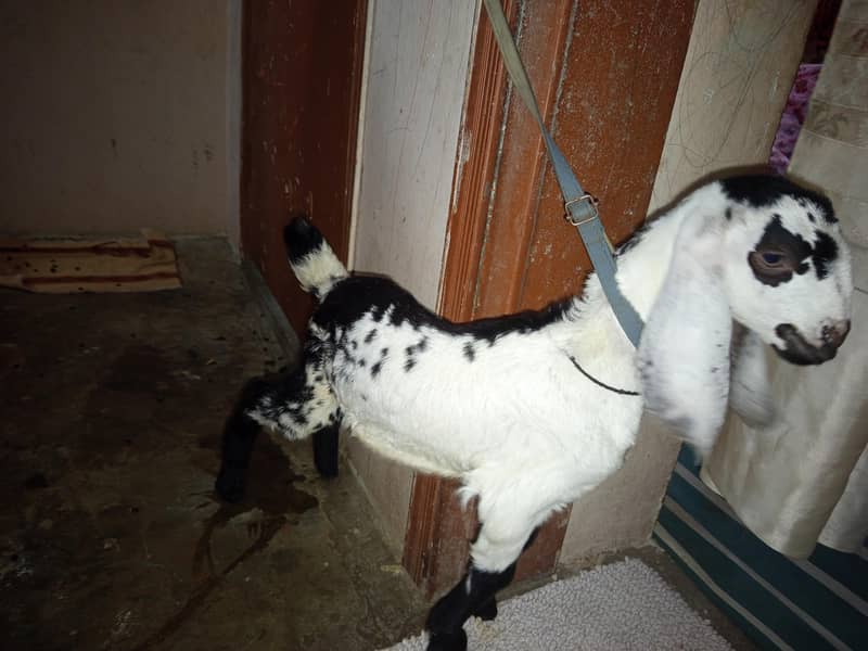 bakra 10