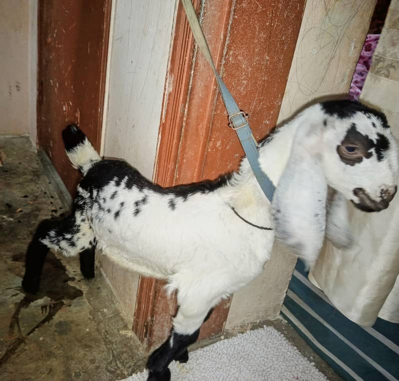 bakra 11