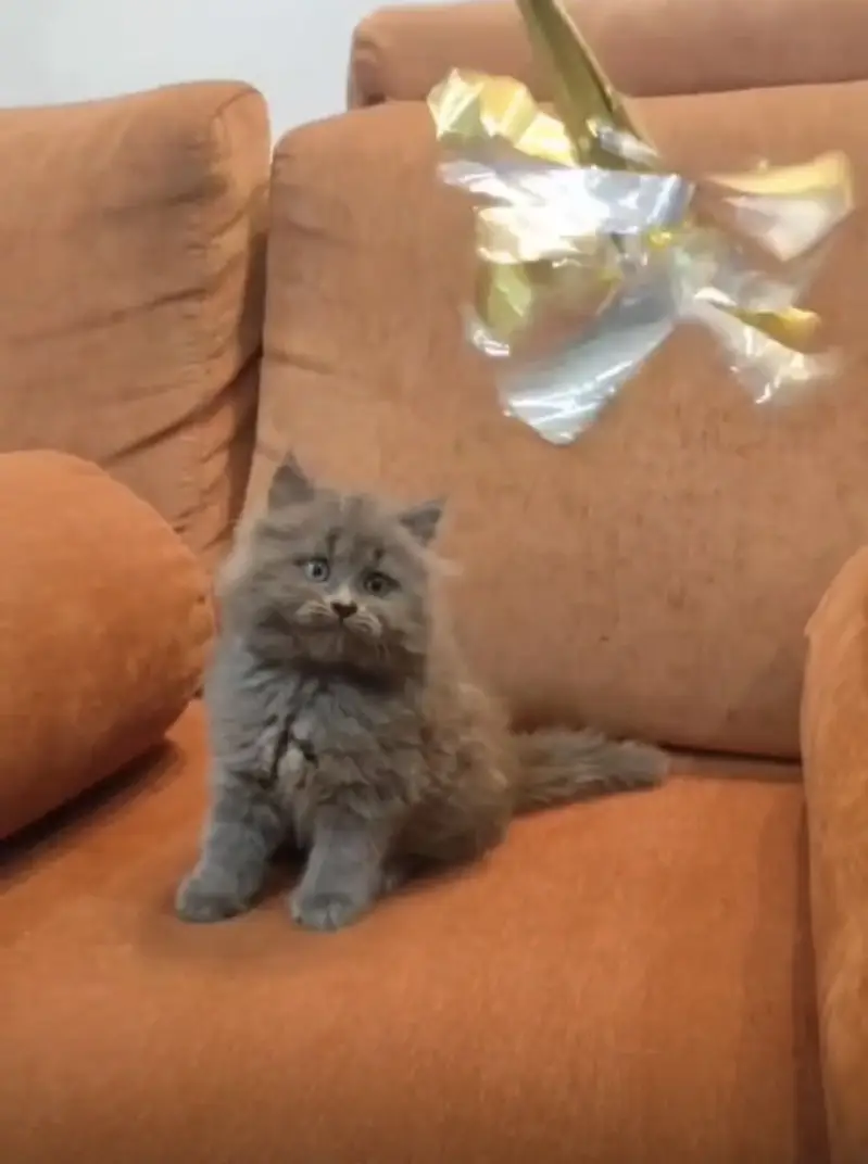 Quality Persian Punchface cat & kitten. moreWhatsApp 03704601257 — photo 3