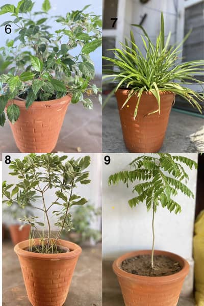 Clay planters with and without plants available