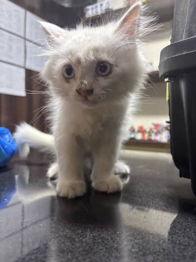 Female cat for sale