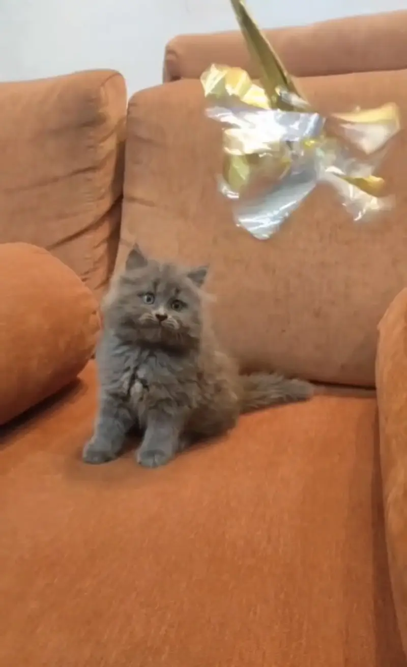 Quality Persian Punchface cat & kitten. moreWhatsApp 03704601257 — photo 2