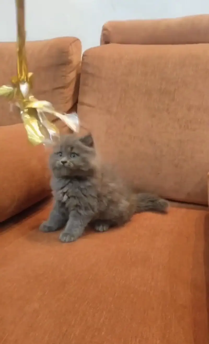 Quality Persian Punchface cat & kitten. moreWhatsApp 03704601257 — photo 3