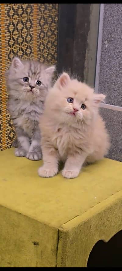Quality Persian Punchface cat & kitten. moreWhatsApp 03704601257