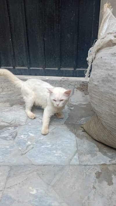 Persian cat