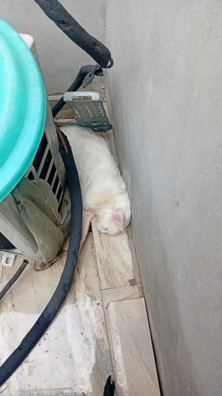 Persian cat — photo 2