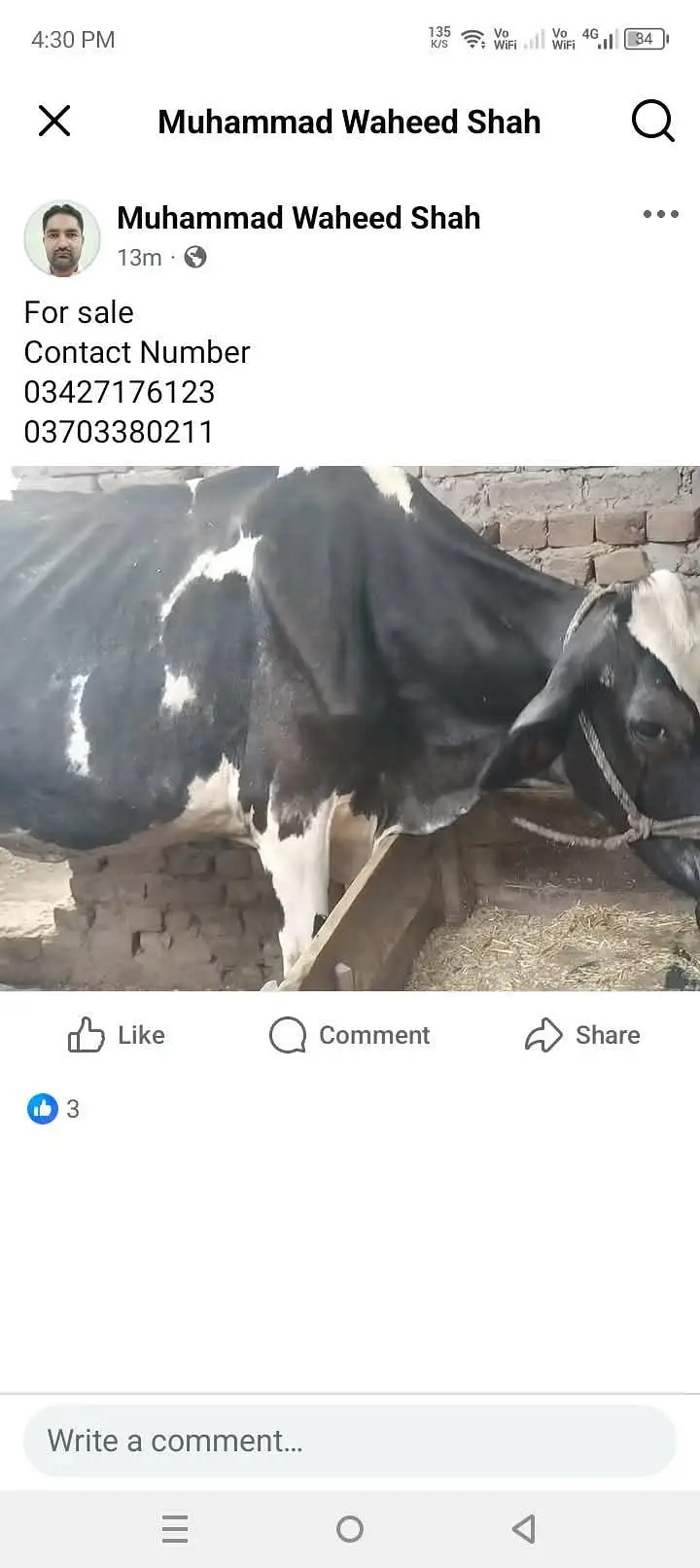 A vlyty cow  for sale